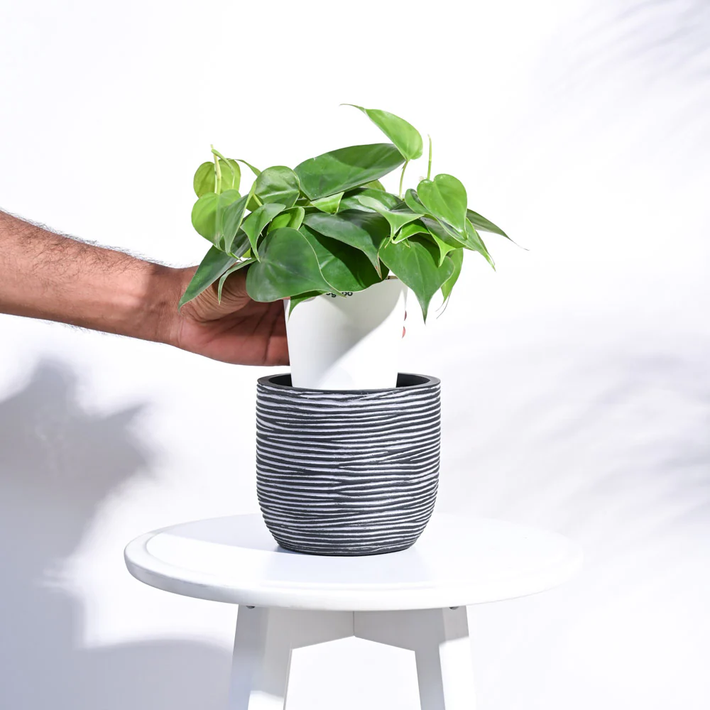 Zuri Planter Ball Rib - Image 11