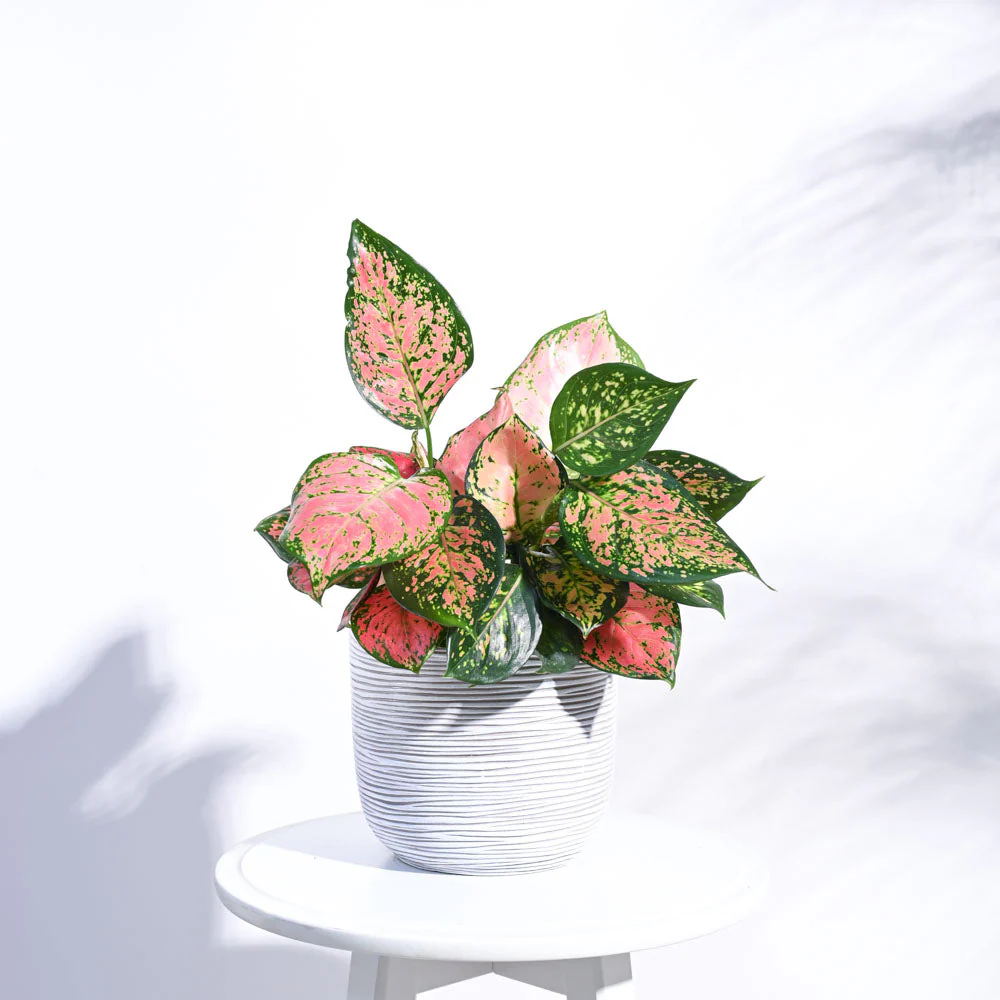Zuri Planter Ball Rib - Image 14