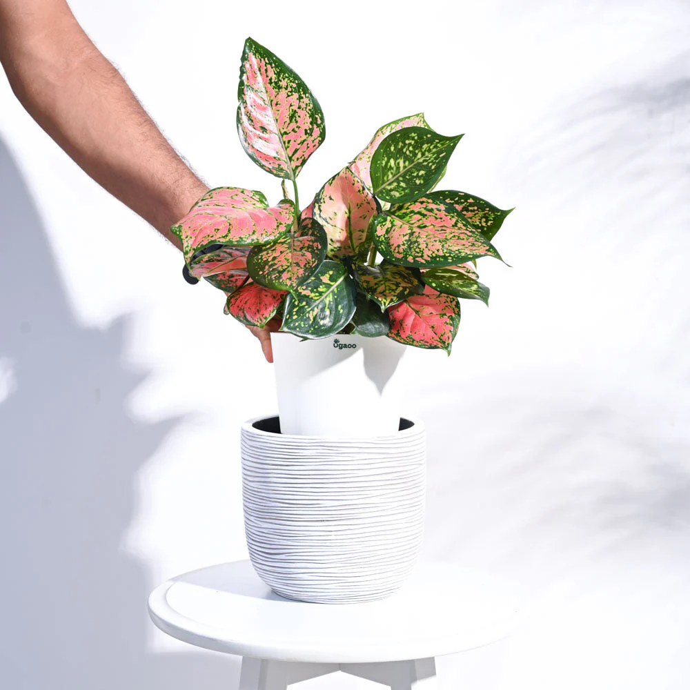 Zuri Planter Ball Rib - Image 17