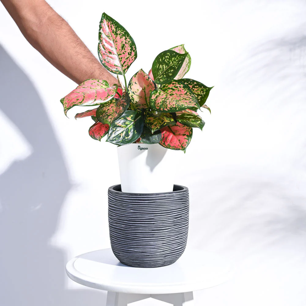 Zuri Planter Ball Rib - Image 22