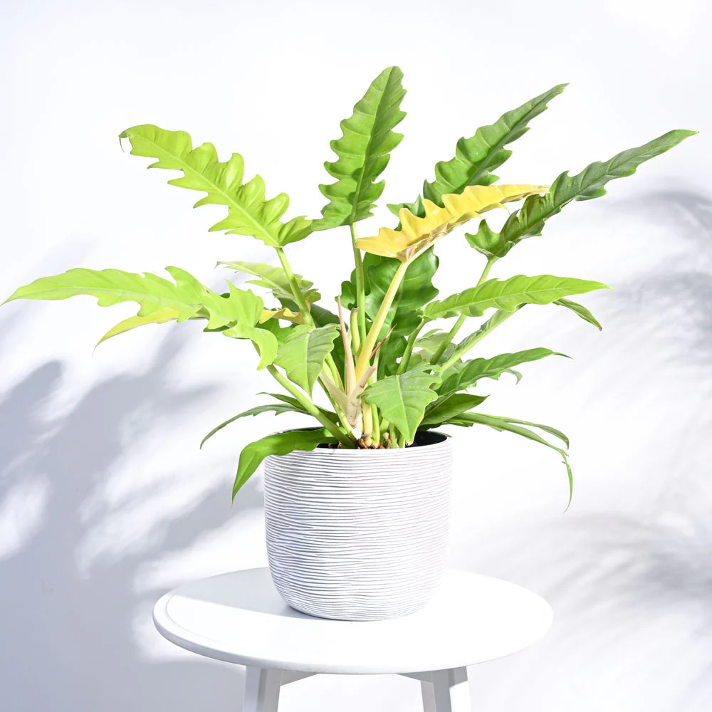 Zuri Planter Ball Rib - Image 25