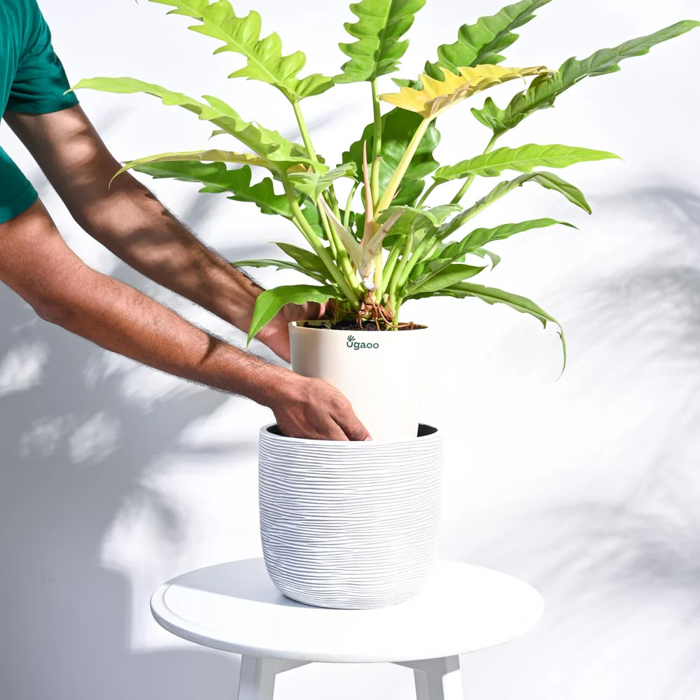 Zuri Planter Ball Rib - Image 28