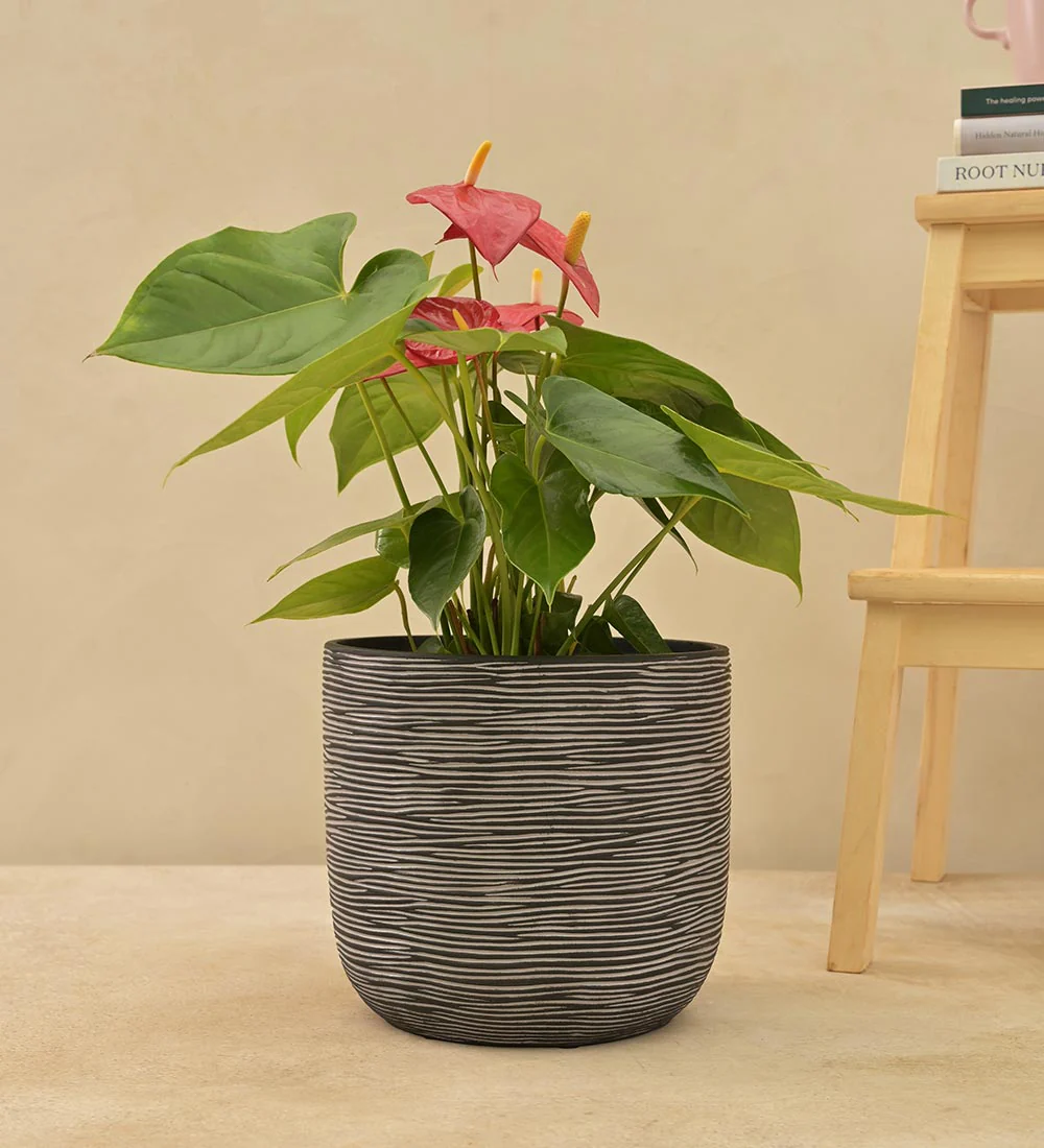 Zuri Planter Ball Rib - Image 31