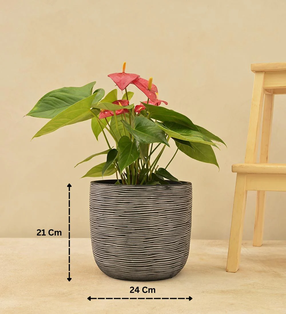 Zuri Planter Ball Rib - Image 32