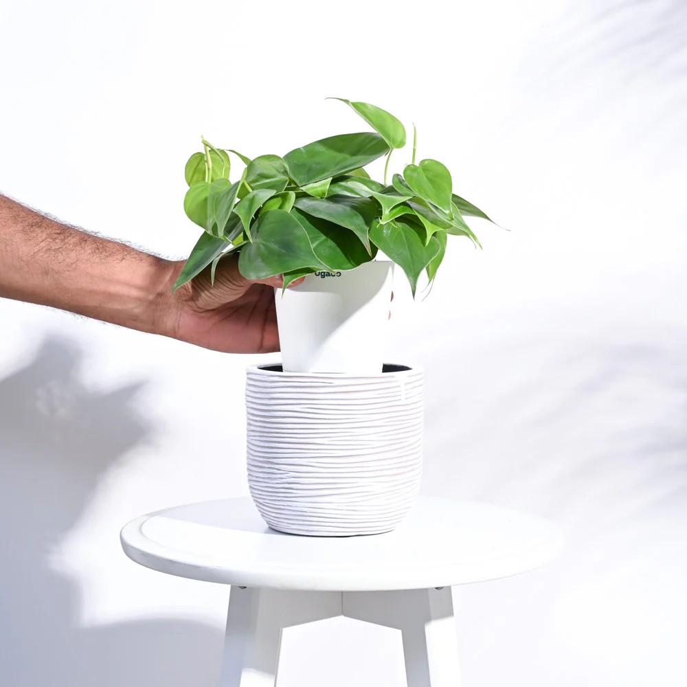 Zuri Planter Ball Rib - Image 5