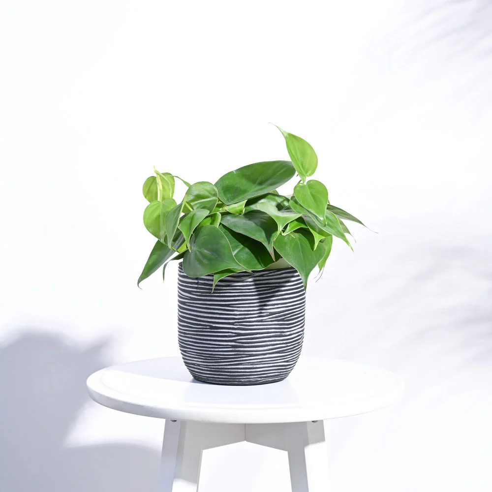 Zuri Planter Ball Rib - Image 8