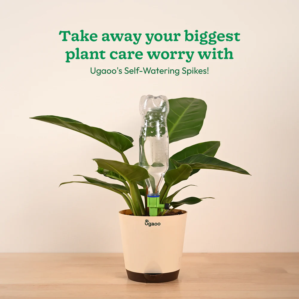 Self Watering Spikes - Image 3