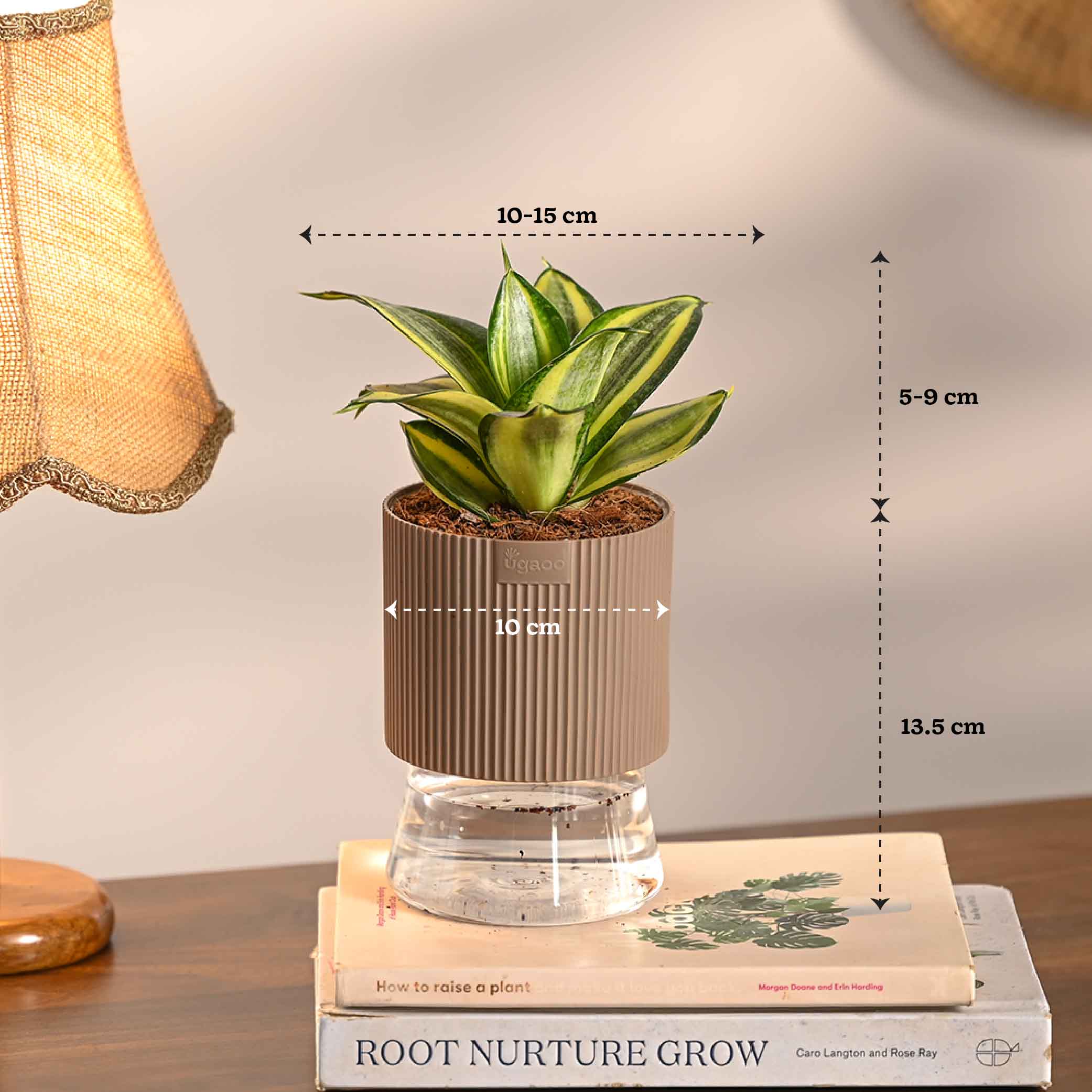 Set of 4 Indoor Plant Decor Bundle - Image 7