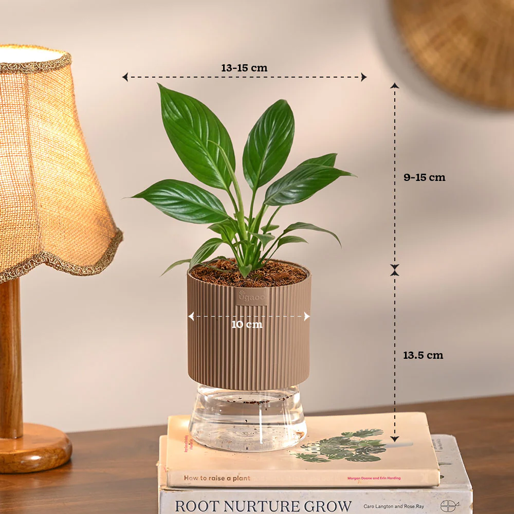 Set of 4 Indoor Plant Decor Bundle - Image 9