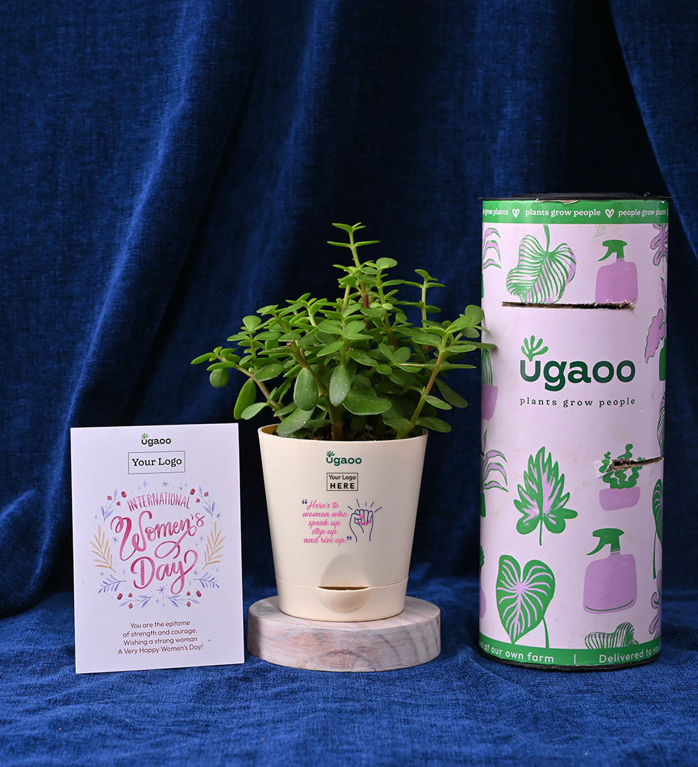 Set of Two Plants For Women's Day - Hamper 1 - Image 3