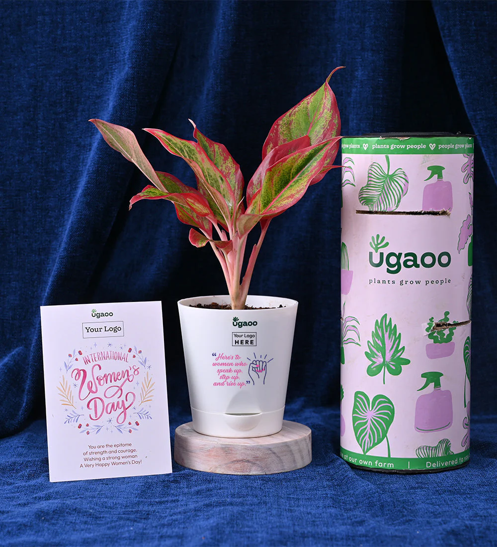 Set of Two Plants For Women's Day - Hamper 2 - Image 3