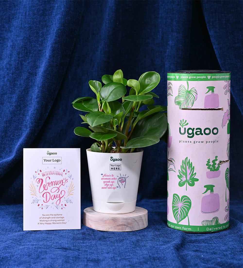Set of Two Plants For Women's Day - Hamper 3 - Image 3
