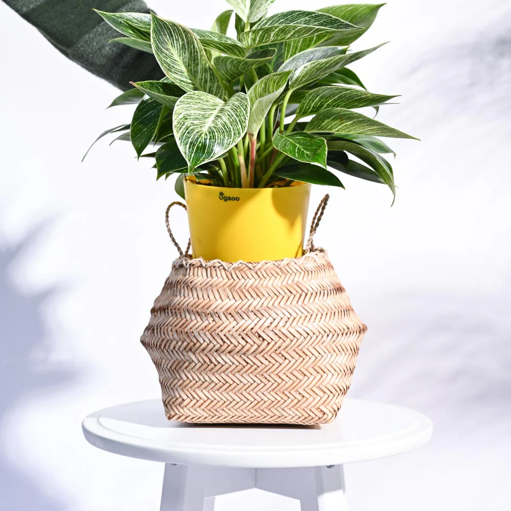 Sitalpati Planter - Image 11