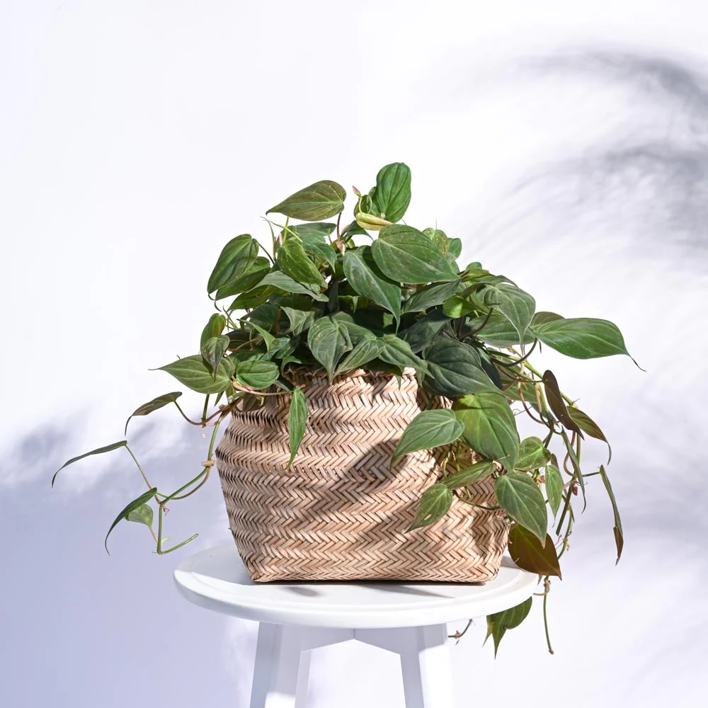 Sitalpati Planter - Image 14