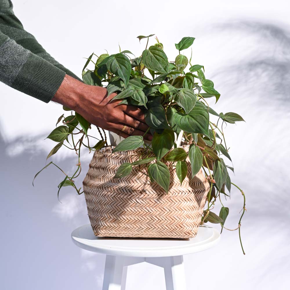 Sitalpati Planter - Image 17