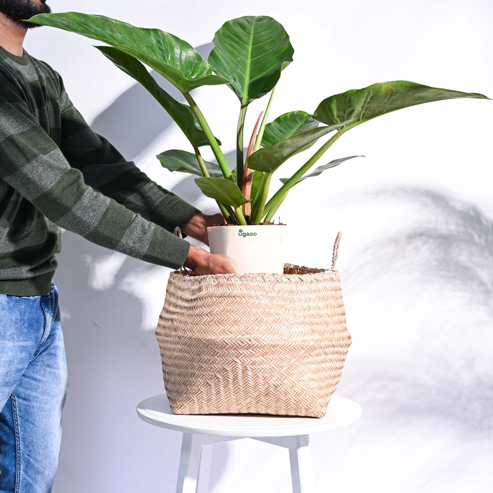 Sitalpati Planter - Image 22