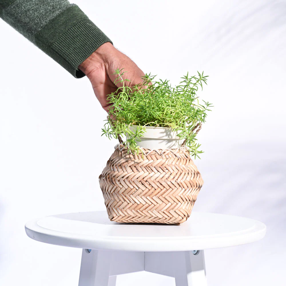 Sitalpati Planter - Image 5