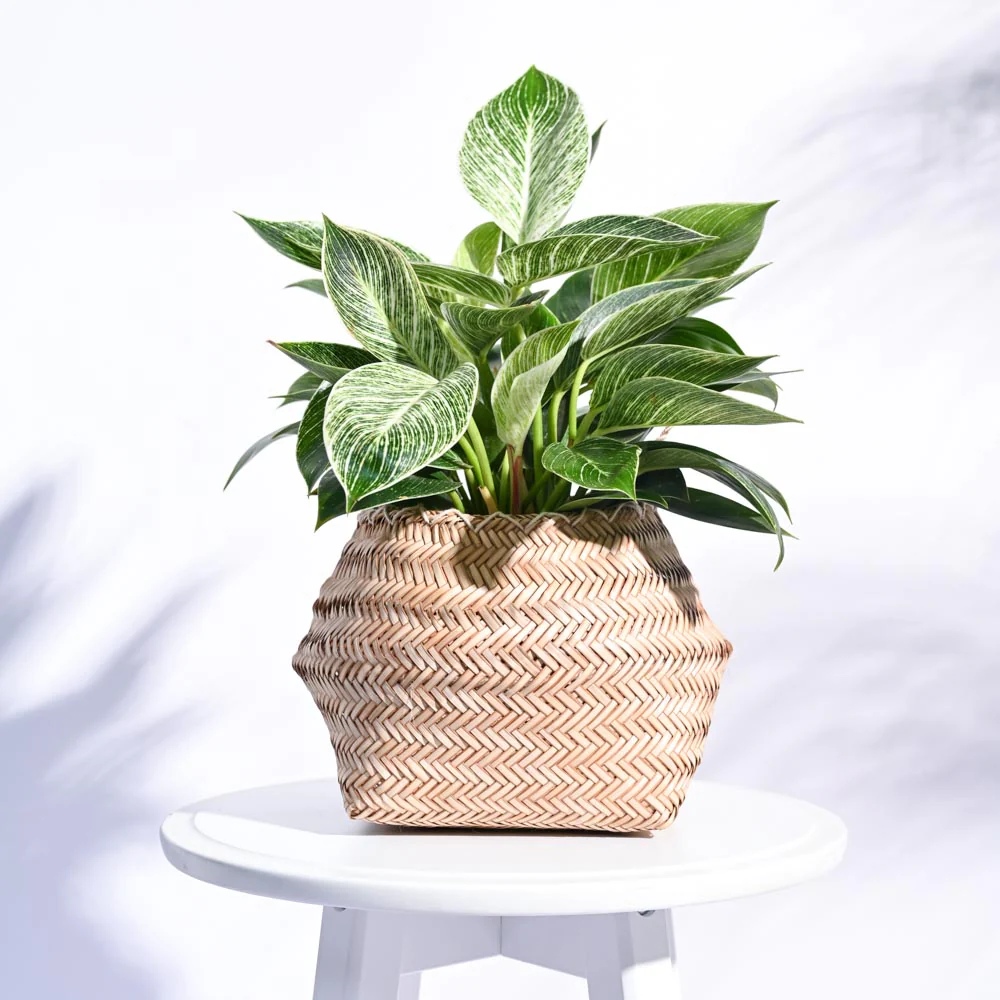 Sitalpati Planter - Image 8