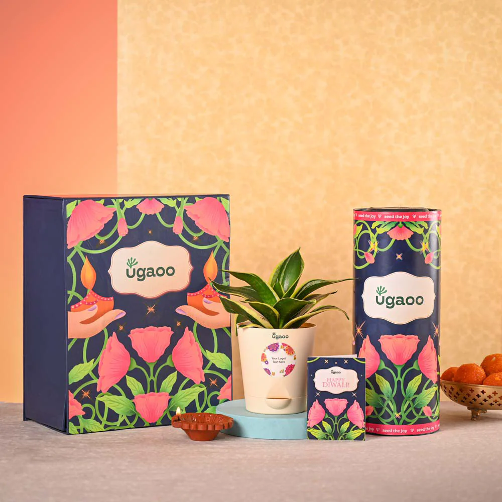 Snake Plant & Bombay Sweet Shop Diwali Gift Hamper - Image 2