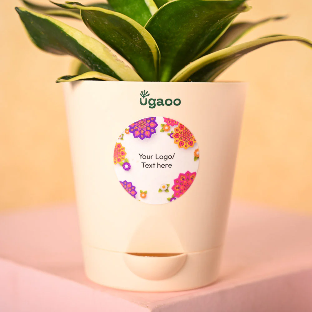 Snake Plant & Bombay Sweet Shop Diwali Gift Hamper - Image 3