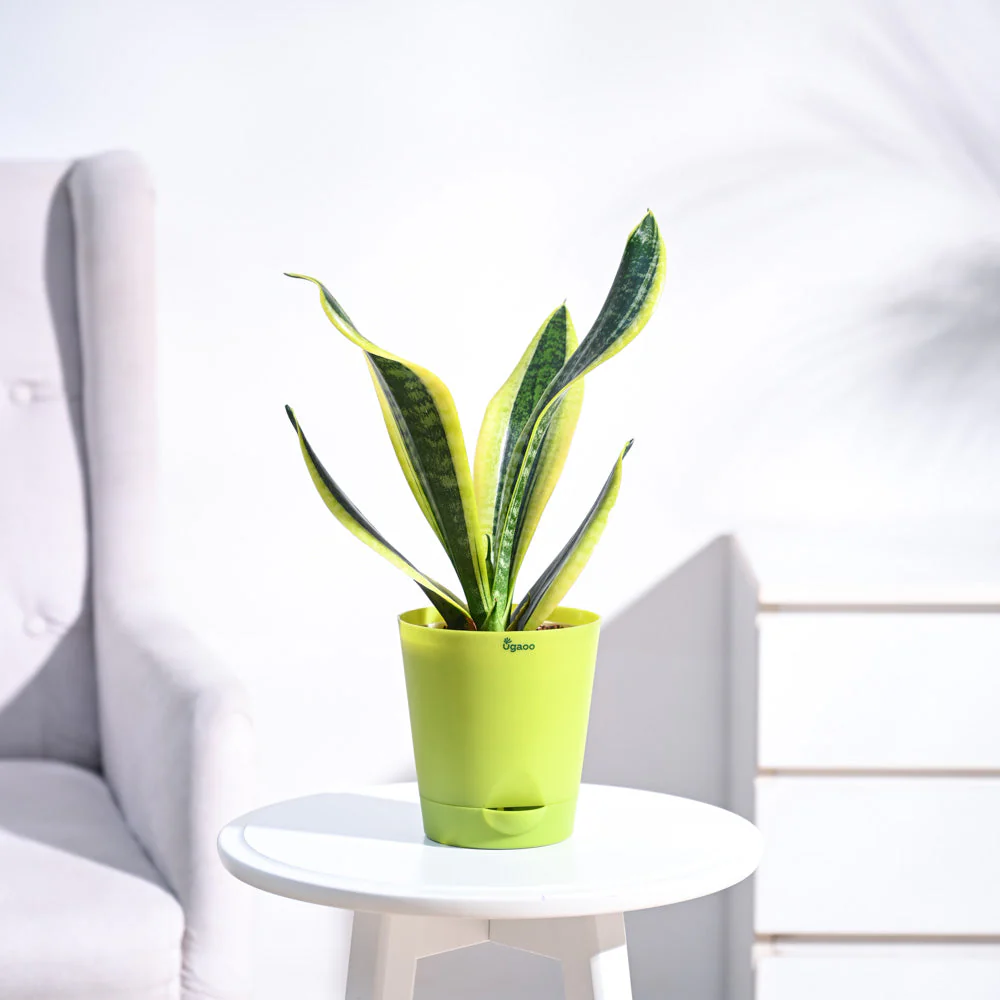 Snake Plant - Futura Superba - Image 10