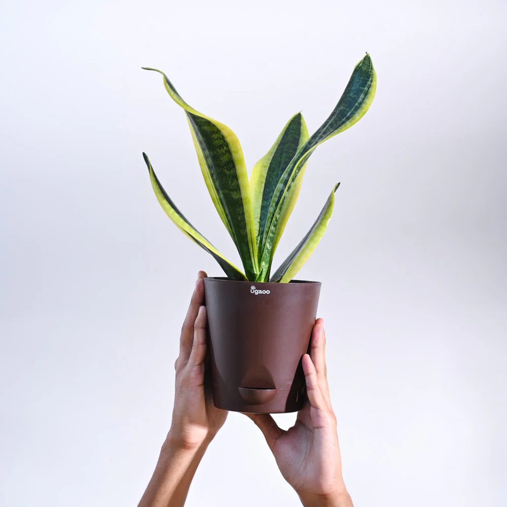Snake Plant - Futura Superba - Image 19