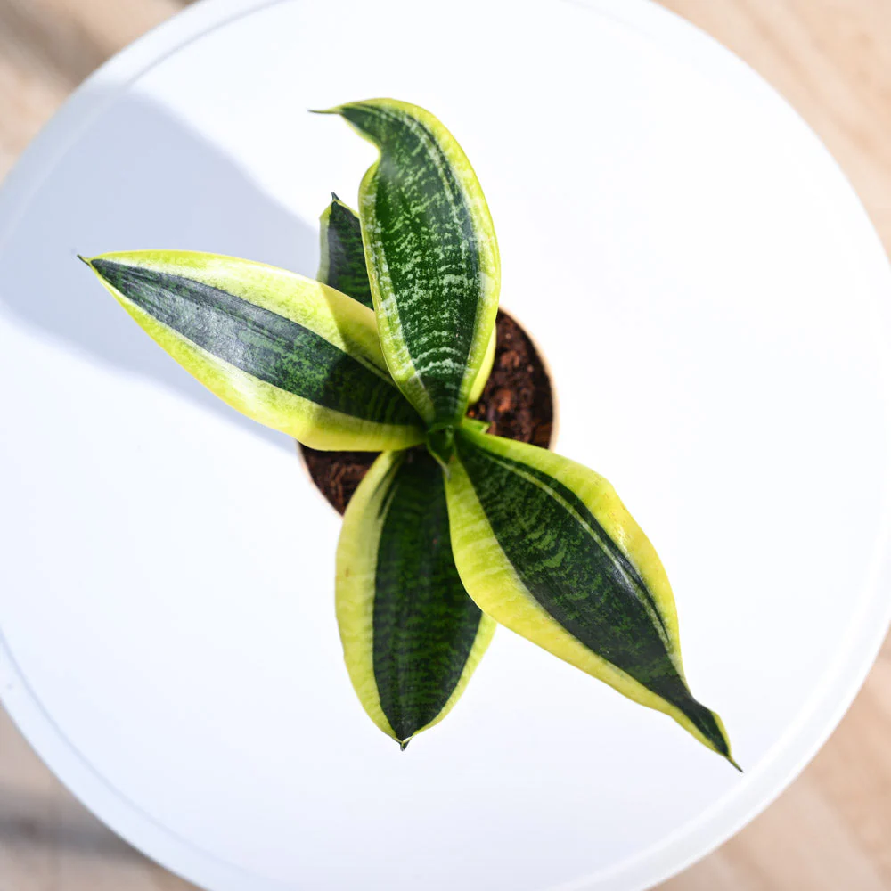Snake Plant - Futura Superba - Image 26