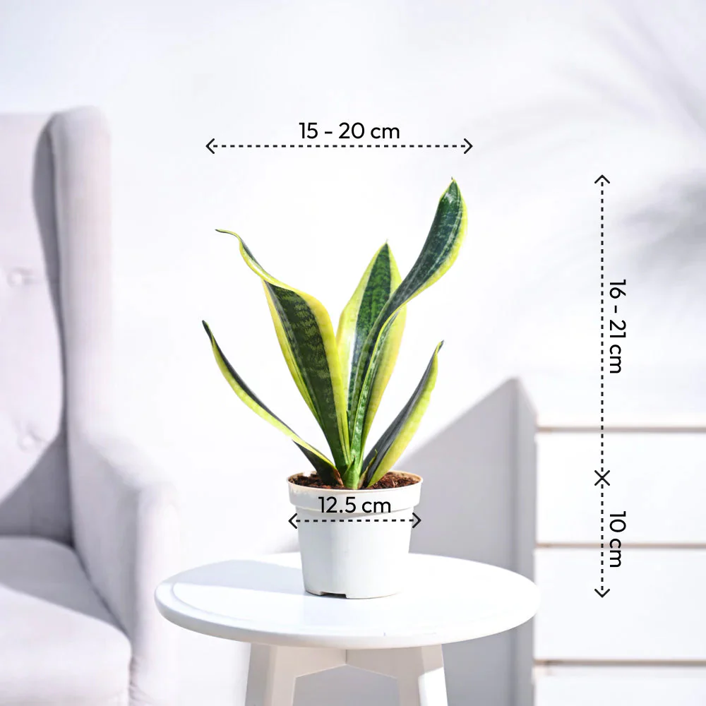 Snake Plant - Futura Superba - Image 27