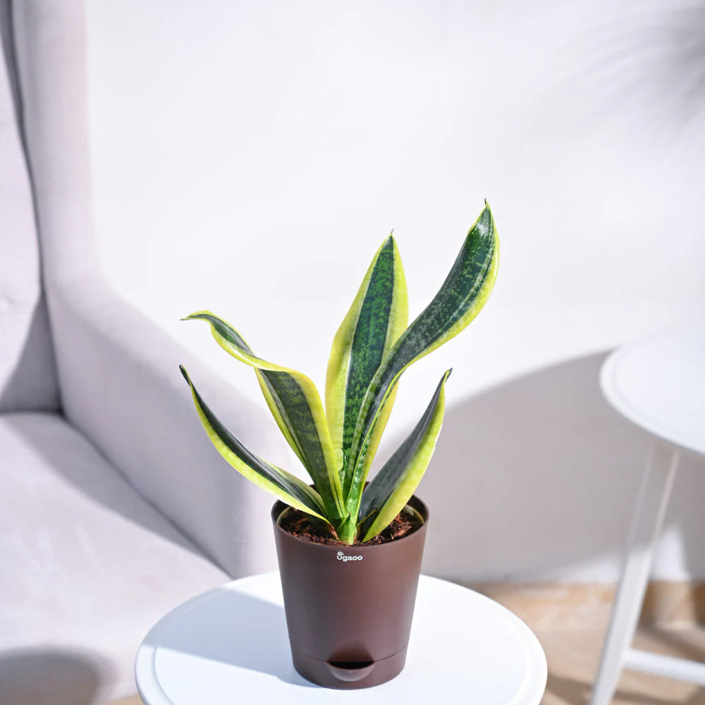 Snake Plant - Futura Superba - Image 38