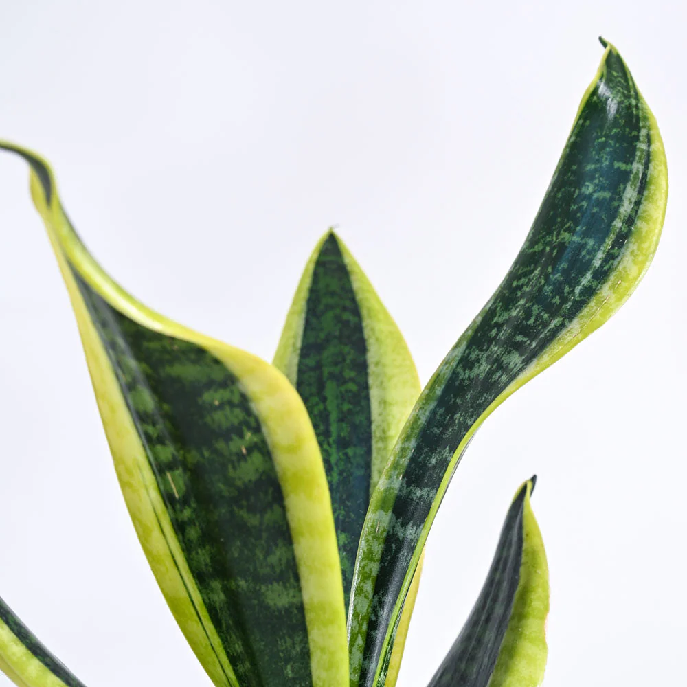 Snake Plant - Futura Superba - Image 55