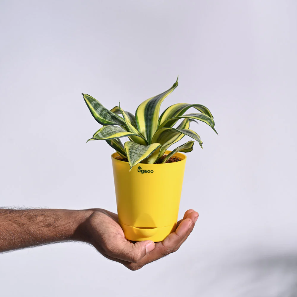 Snake Plant - Golden - Image 68