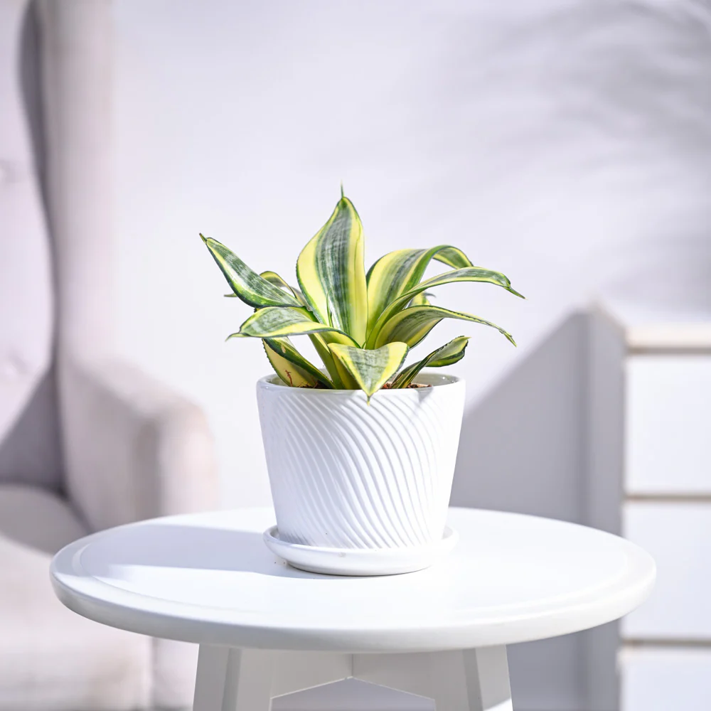 Snake Plant - Golden - Image 71