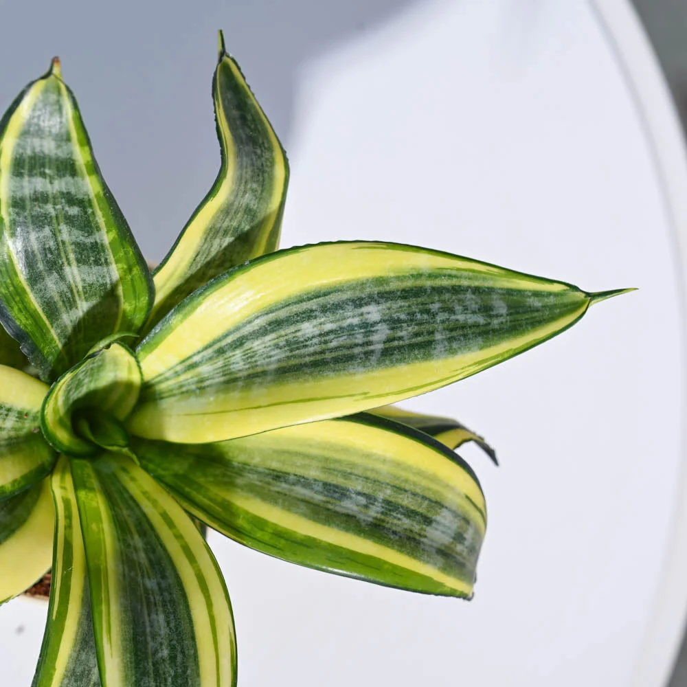 Snake Plant - Golden - Image 77