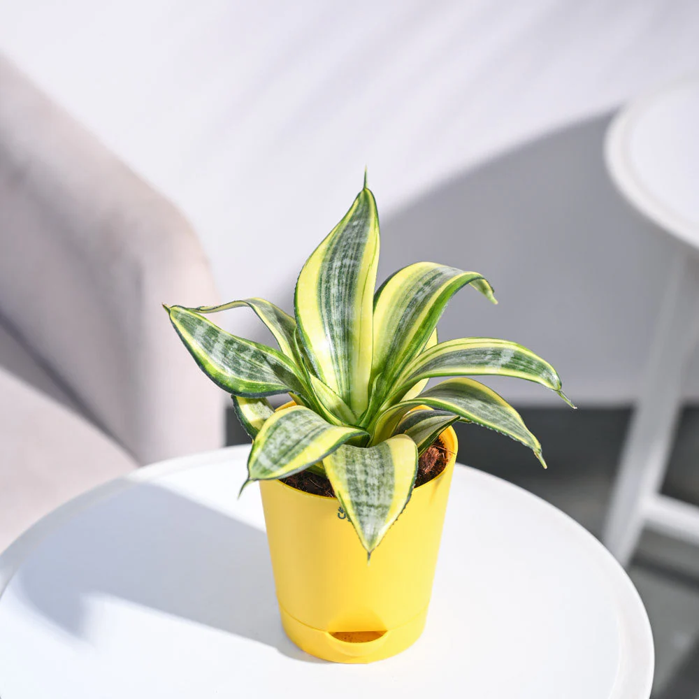 Snake Plant - Golden - Image 79