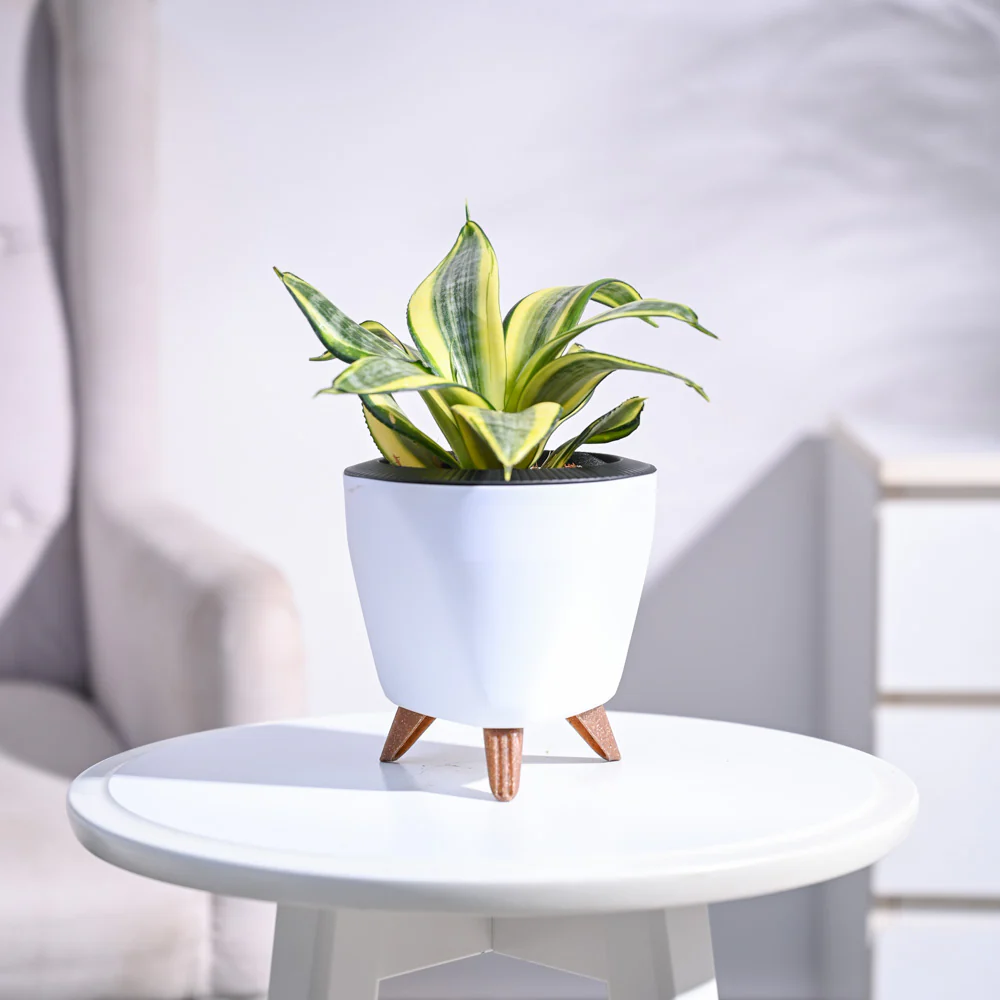 Snake Plant - Golden - Image 84