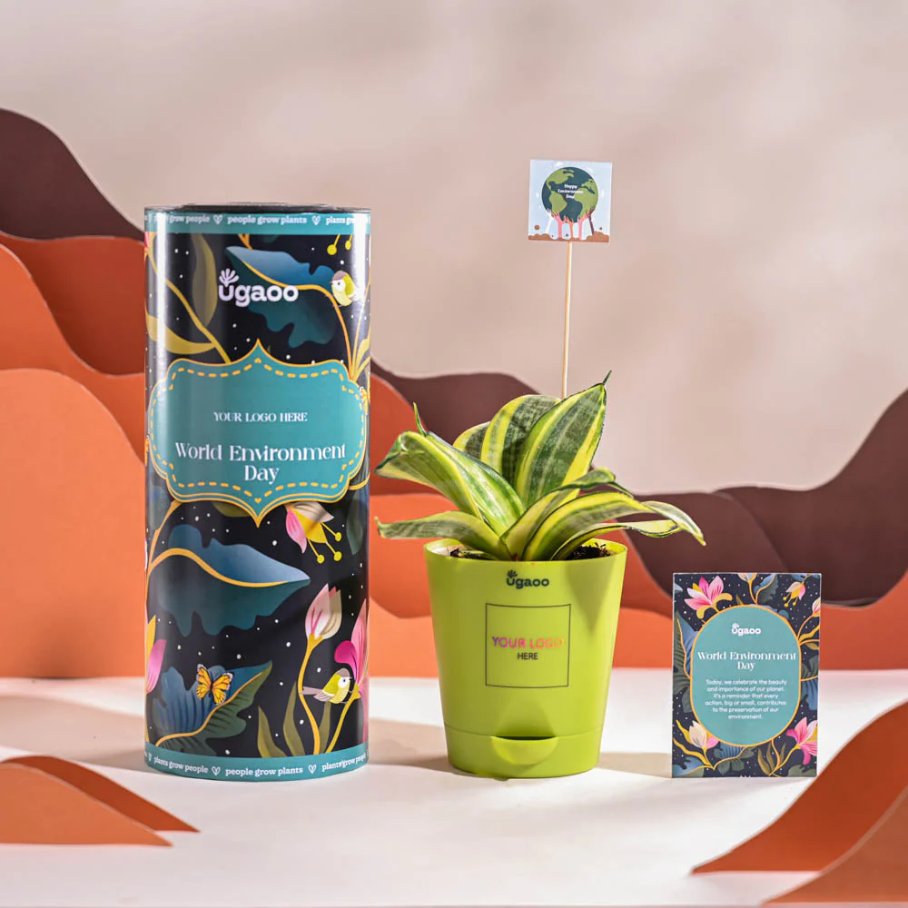 Snake Plant - Golden For Environment Day Gifting - Image 14