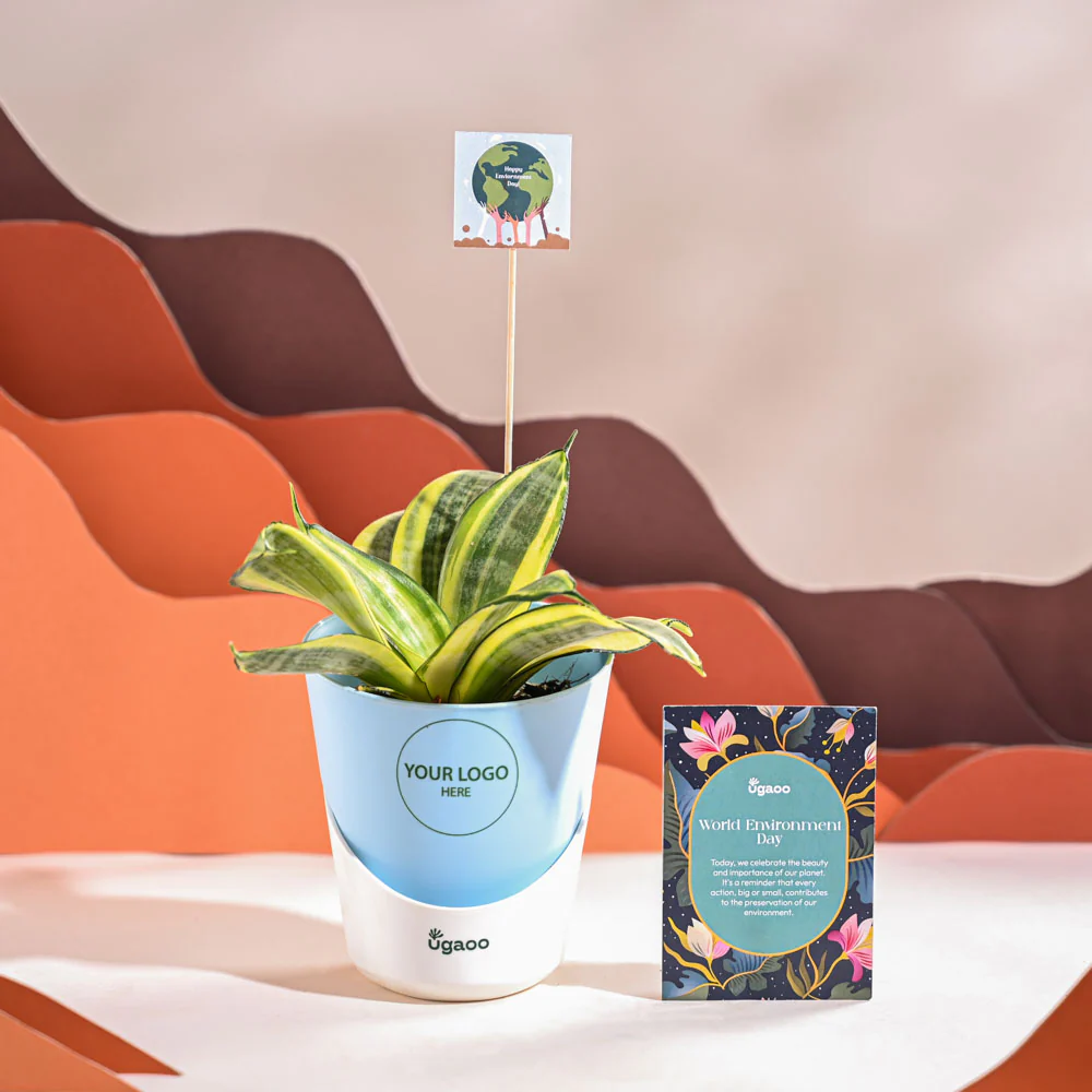 Snake Plant - Golden For Environment Day Gifting - Image 20