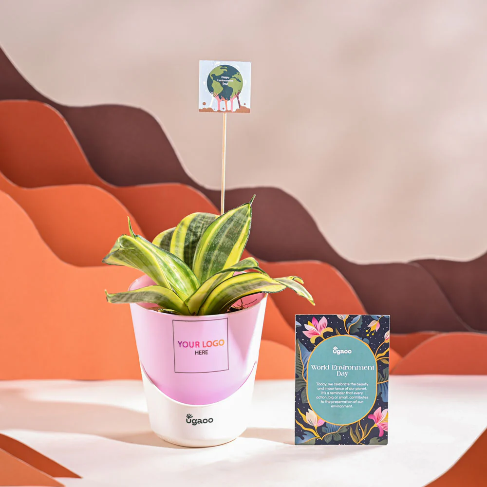 Snake Plant - Golden For Environment Day Gifting - Image 26
