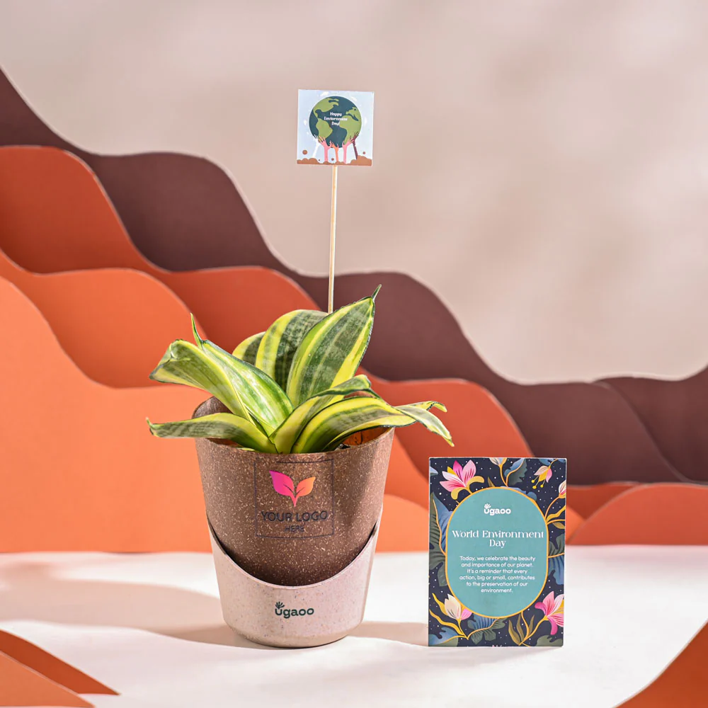 Snake Plant - Golden For Environment Day Gifting - Image 32