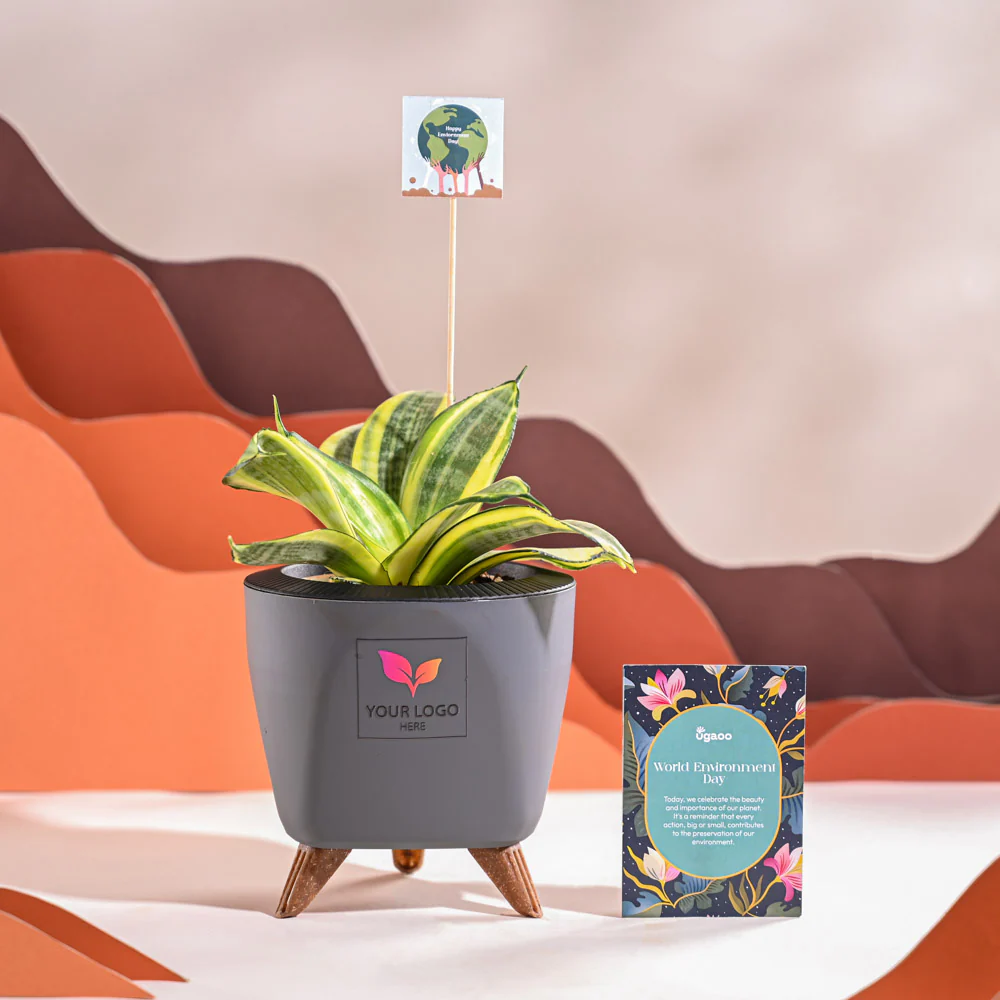 Snake Plant - Golden For Environment Day Gifting - Image 44