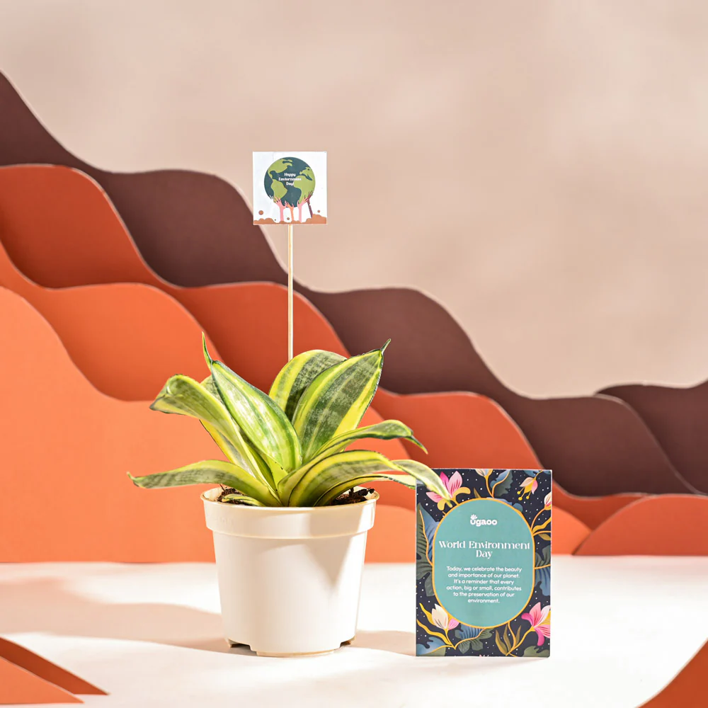 Snake Plant - Golden For Environment Day Gifting - Image 51