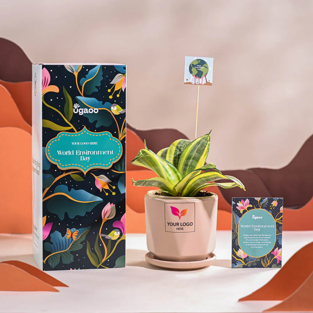 Snake Plant - Golden For Environment Day Gifting - Image 56
