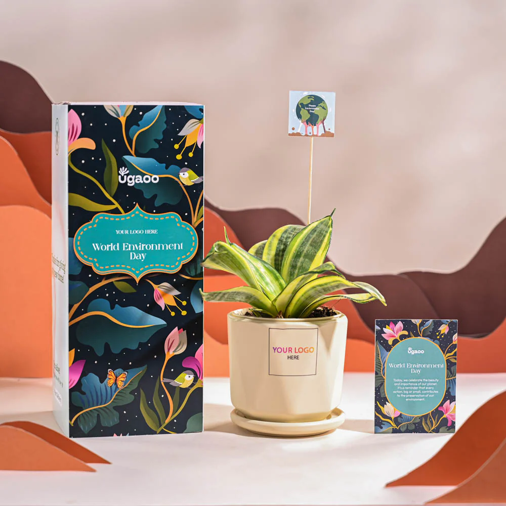 Snake Plant - Golden For Environment Day Gifting - Image 62