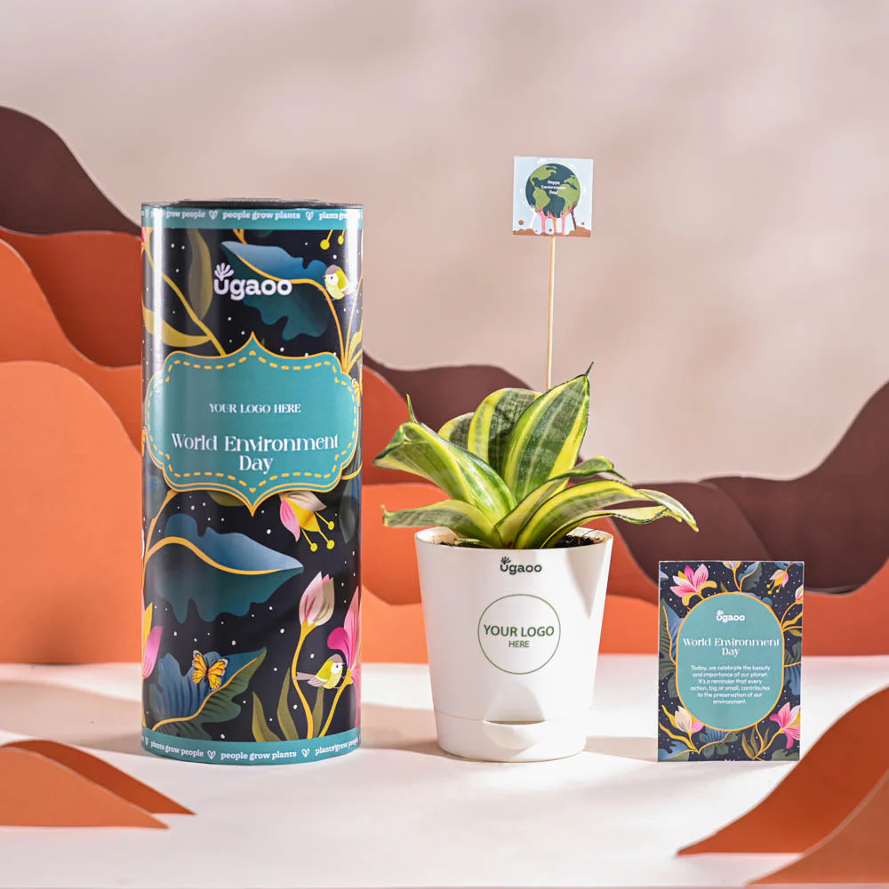 Snake Plant - Golden For Environment Day Gifting - Image 8