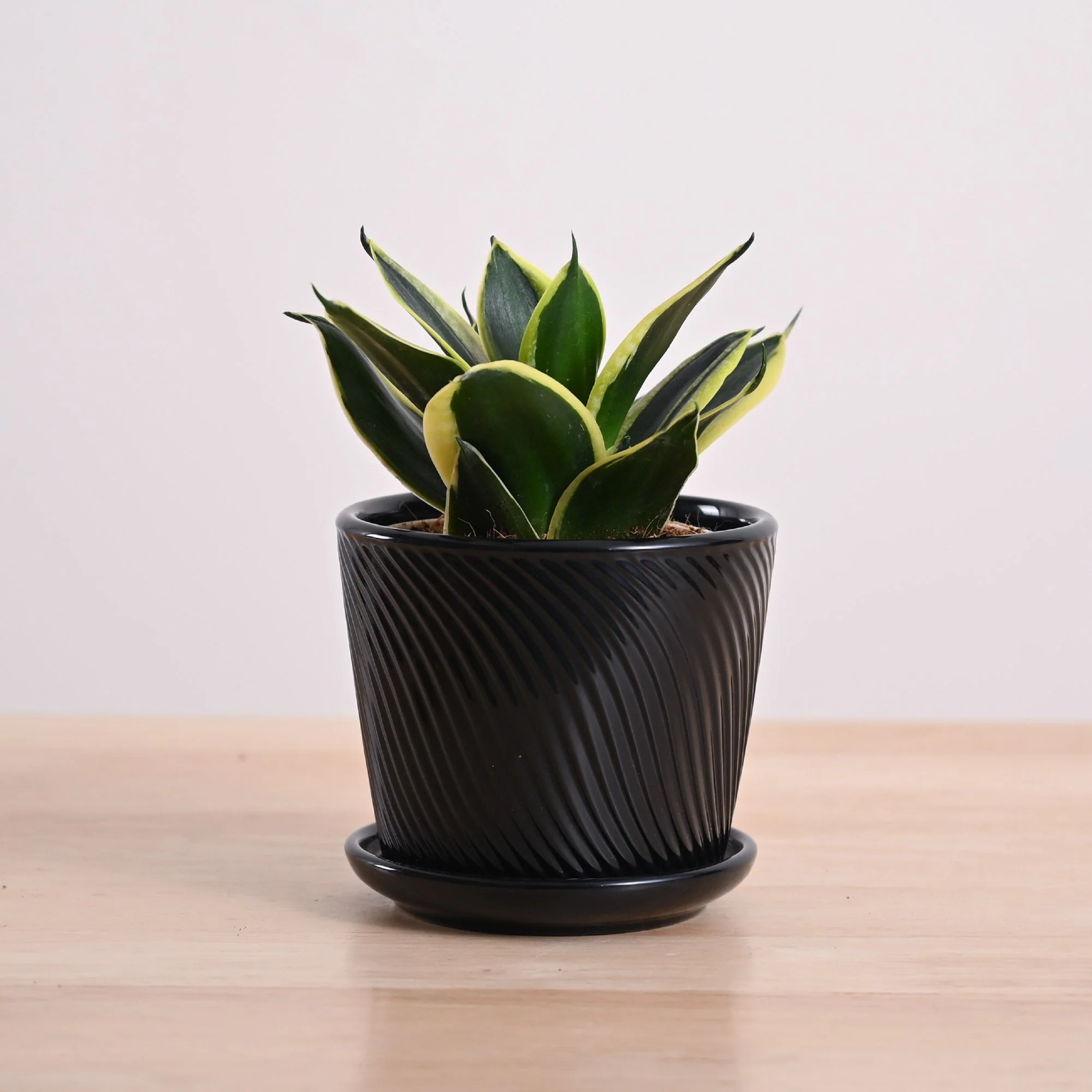 Snake Plant - Golden Hahnii - Image 10