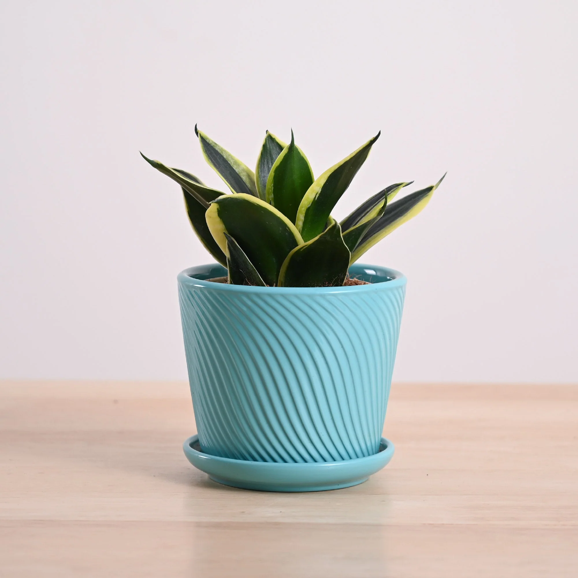 Snake Plant - Golden Hahnii - Image 11