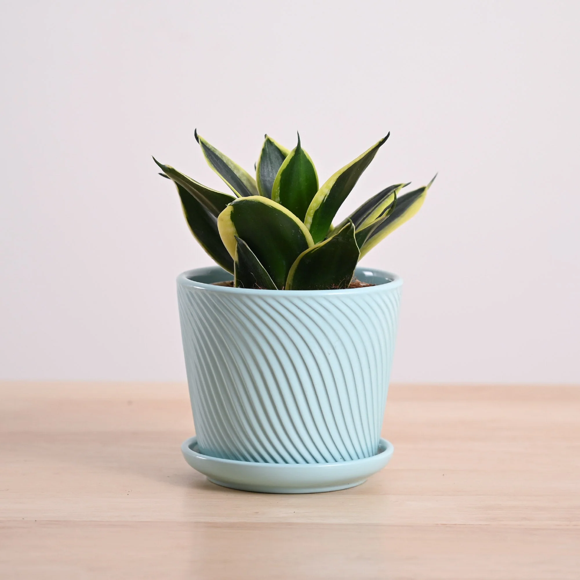 Snake Plant - Golden Hahnii - Image 12