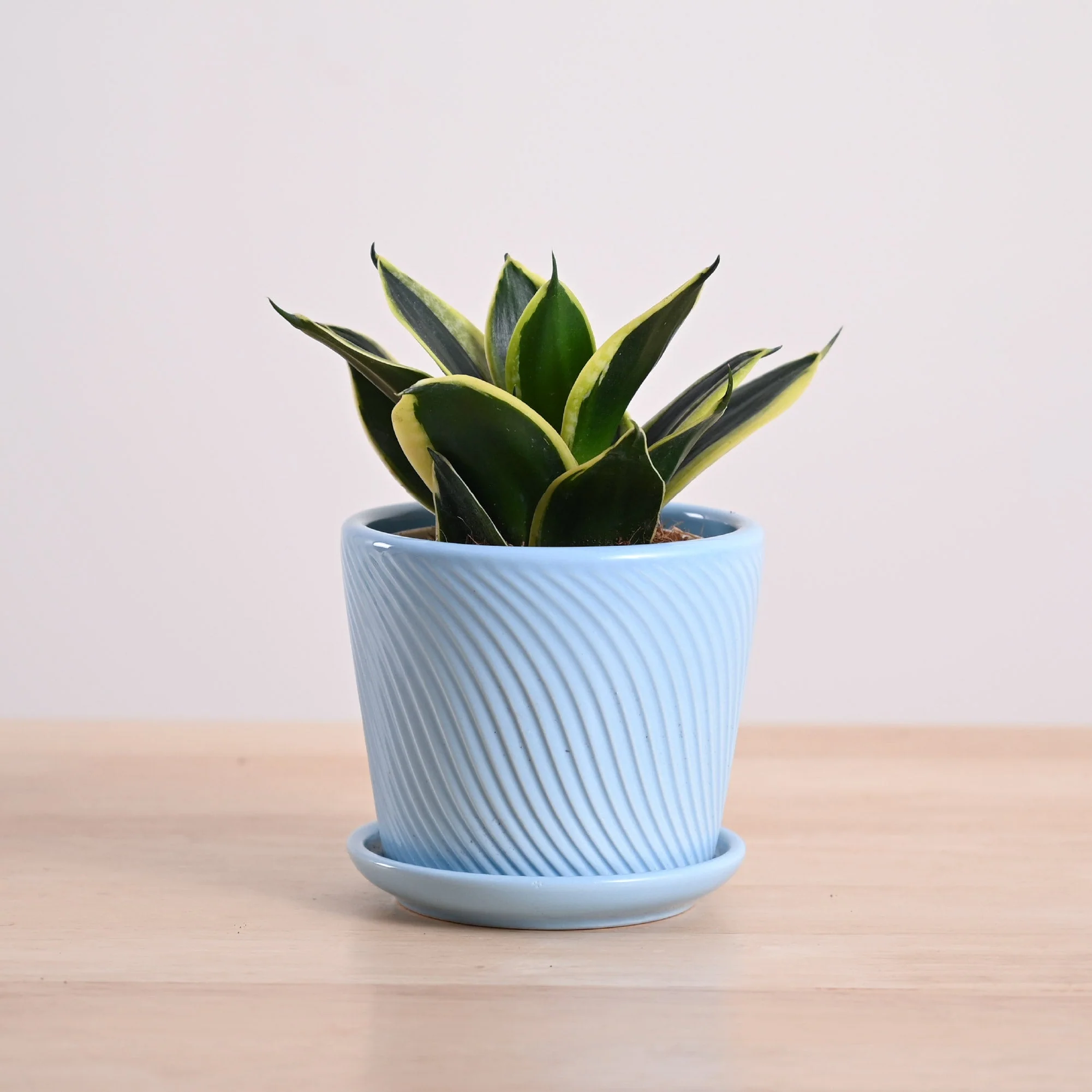 Snake Plant - Golden Hahnii - Image 13