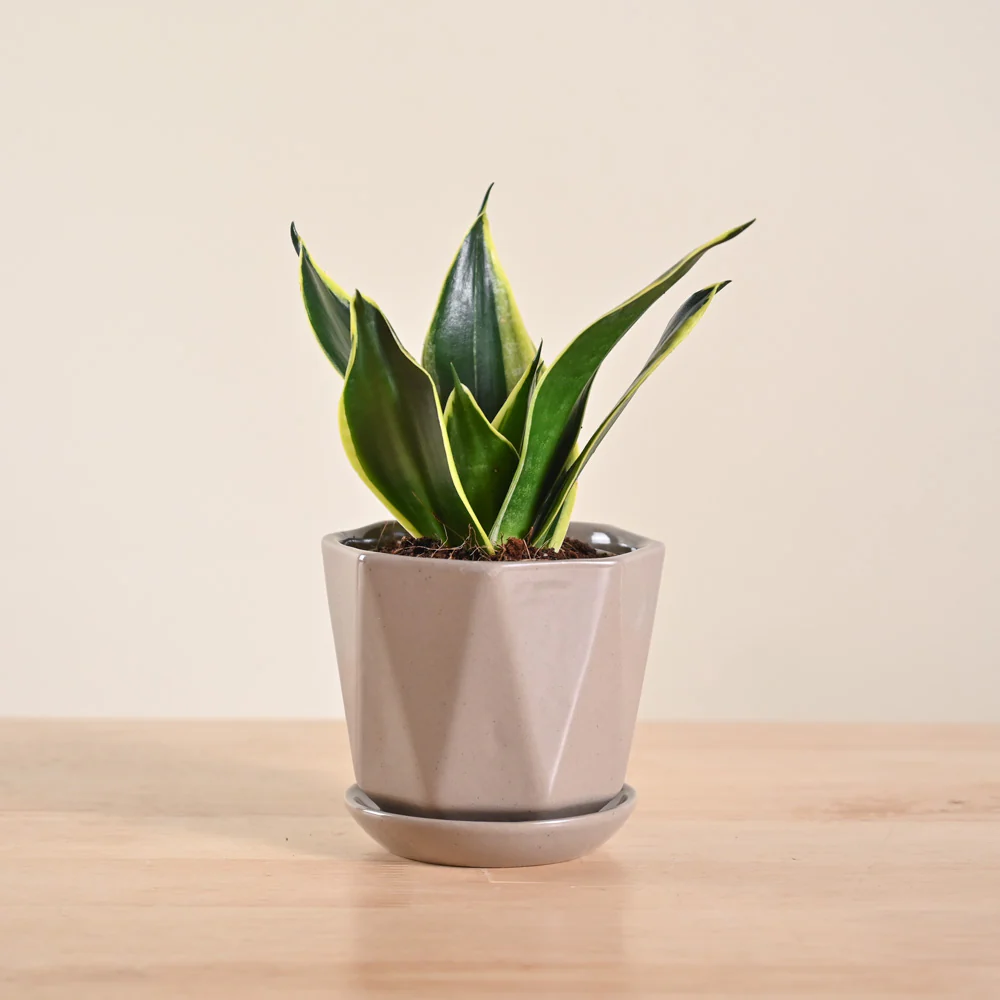 Snake Plant - Golden Hahnii - Image 14