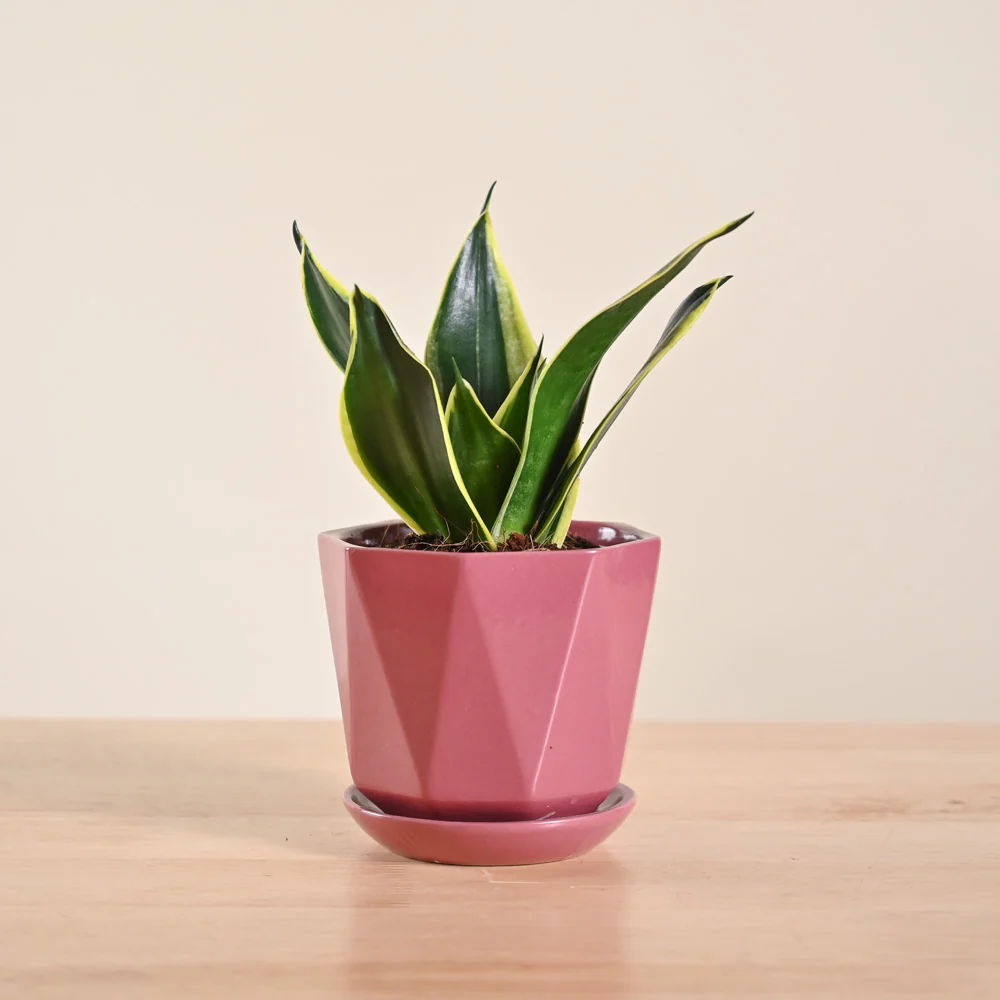 Snake Plant - Golden Hahnii - Image 15